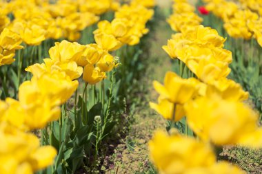 Parlak güneşli bir günde sarı laleler satırları