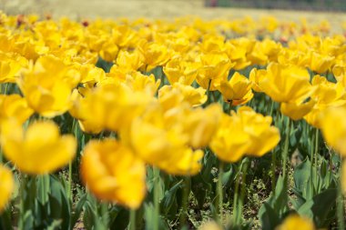Parlak güneşli bir günde sarı laleler satırları
