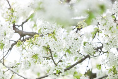 Dış görüntü ilkbaharda çiçek açan ağaçlar