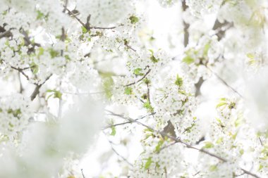 Dış görüntü ilkbaharda çiçek açan ağaçlar