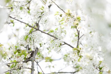 Dış görüntü ilkbaharda çiçek açan ağaçlar