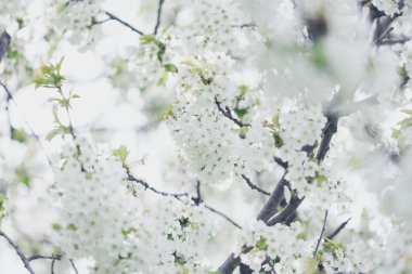 Dış görüntü ilkbaharda çiçek açan ağaçlar