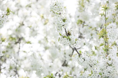 Dış görüntü ilkbaharda çiçek açan ağaçlar