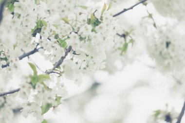 Dış görüntü ilkbaharda çiçek açan ağaçlar