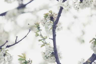 Dış görüntü ilkbaharda çiçek açan ağaçlar