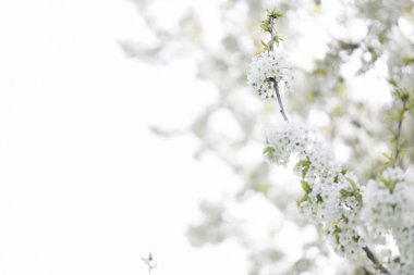 Dış görüntü ilkbaharda çiçek açan ağaçlar