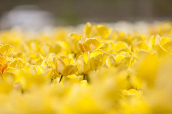 Gelbe Tulpen im Garten mit verschwommenem Hintergrund — Stockfoto
