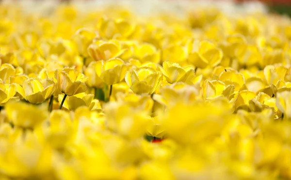 背景をぼかした写真を庭の黄色いチューリップ — ストック写真