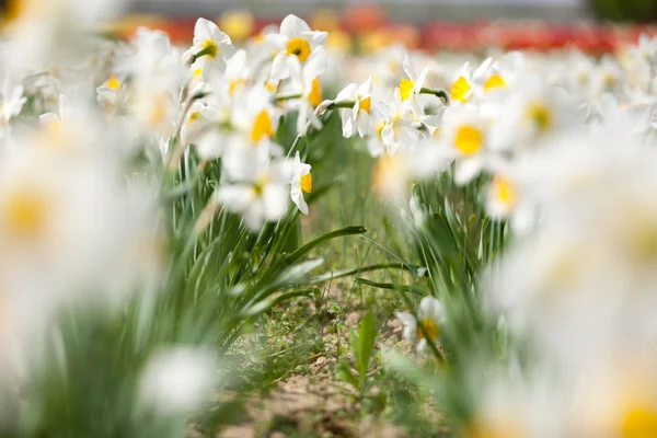 Blommor i trädgården i solig dag — Stockfoto