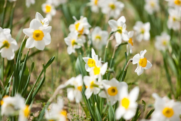 Blommor i trädgården i solig dag — Stockfoto