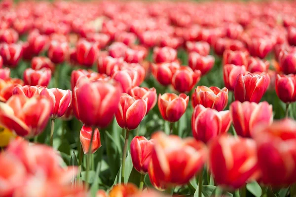 Feld roter Tulpen im Sommer sonniger Tag — Stockfoto