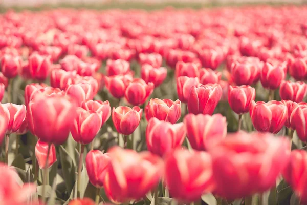 Feld roter Tulpen im Sommer sonniger Tag — Stockfoto