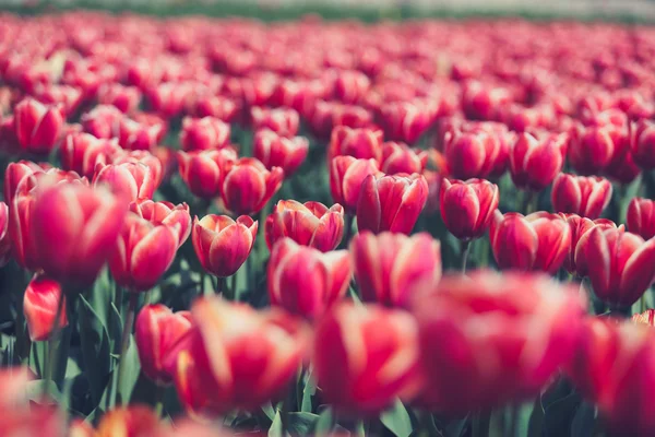 Feld roter Tulpen im Sommer sonniger Tag — Stockfoto