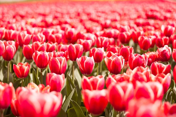 Feld roter Tulpen im Sommer sonniger Tag — Stockfoto