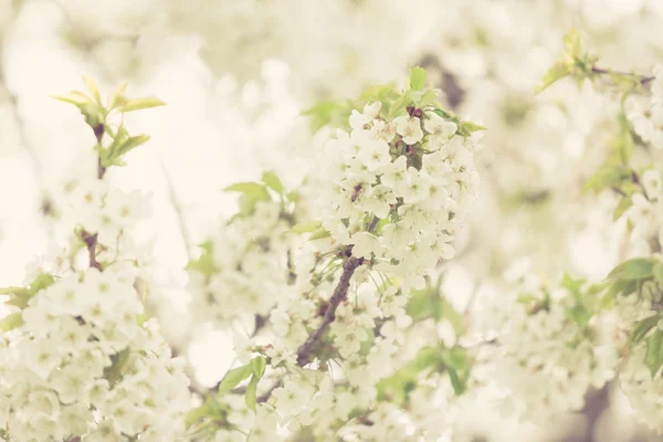 Квітучі дерева навесні на зовнішньому зображенні — стокове фото