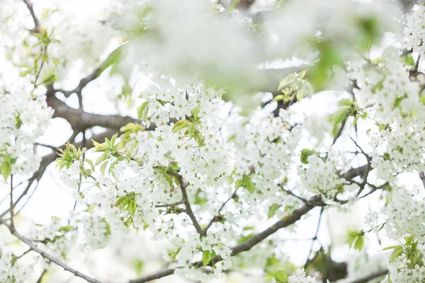 Dış görüntü ilkbaharda çiçek açan ağaçlar