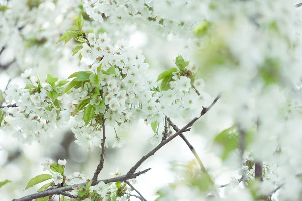 Dış görüntü ilkbaharda çiçek açan ağaçlar