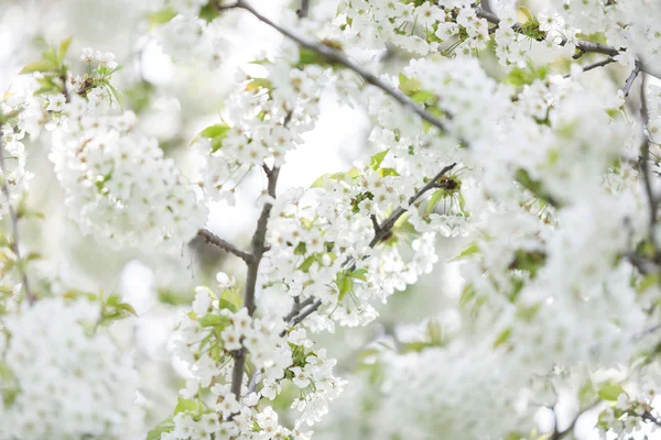 Bloeiende bomen in het voorjaar in buiten beeld — Stockfoto