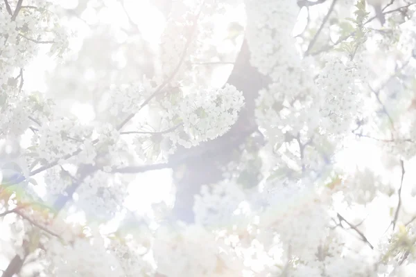 Alberi in fiore in primavera in immagine esterna — Foto Stock