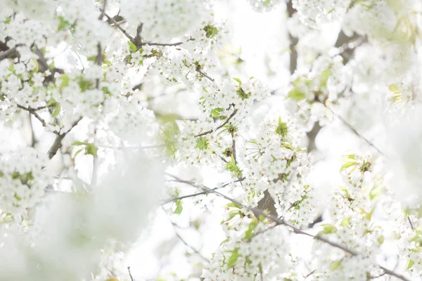 Dış görüntü ilkbaharda çiçek açan ağaçlar