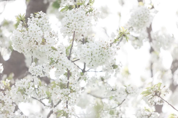 Árboles florecientes en primavera en la imagen exterior —  Fotos de Stock