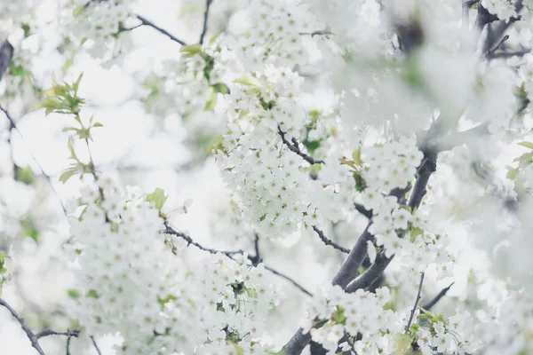 Árboles florecientes en primavera en la imagen exterior — Foto de Stock