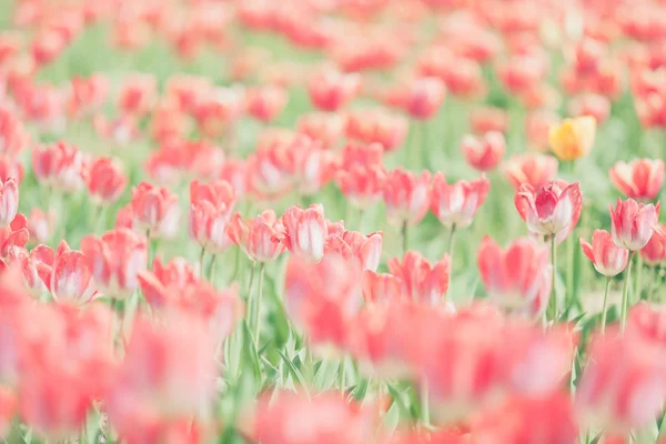 Red tulips on blured background in vintage toning — Stock Photo, Image