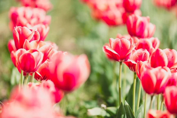 Rote Tulpen auf blaurotem Hintergrund in Vintage-Tonung — Stockfoto