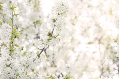 Yukarıdan gelen güneş ışınları ile çiçek çiçekler