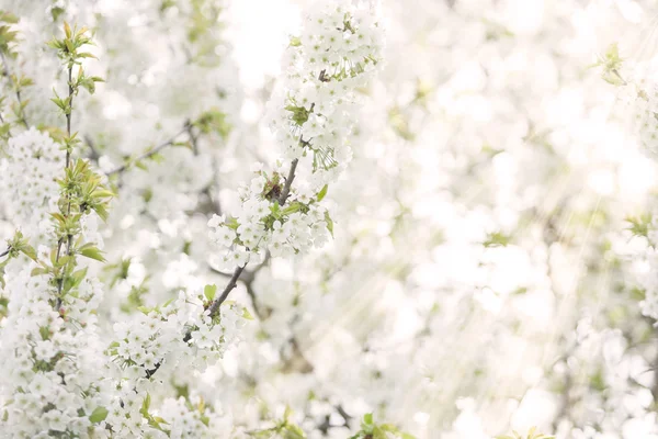 Yukarıdan gelen güneş ışınları ile çiçek çiçekler