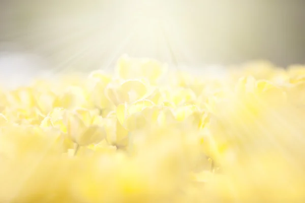 Gelbe Tulpen im Feld mit Sonnenstrahlen darüber — Stockfoto