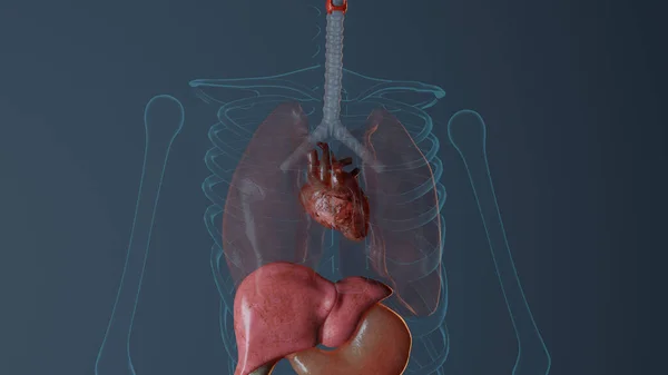 Anatomia serca u mężczyzn — Zdjęcie stockowe