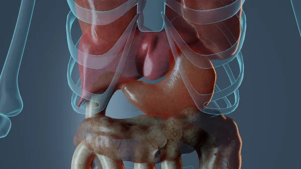 Anatomia żołądka u mężczyzn — Zdjęcie stockowe
