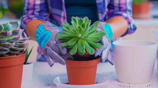 Bloemist houderijsysteem — Stockfoto