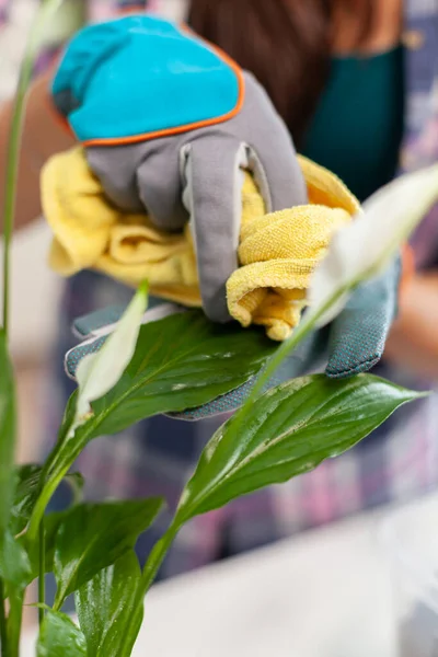 Bladeren van vrouwelijke reinigingsinstallaties — Stockfoto