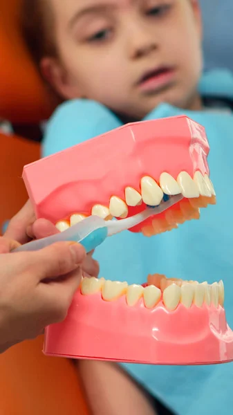 Детский стоматолог показывает правильную гигиену зубов, используя макет скелета — стоковое фото