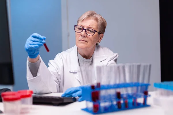 Biotechnologist senior doctor analysing a blood tube for medical investigation