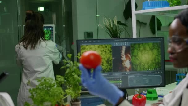 Investigadora científica mujer revisando tomate inyectado con pesticidas — Vídeos de Stock