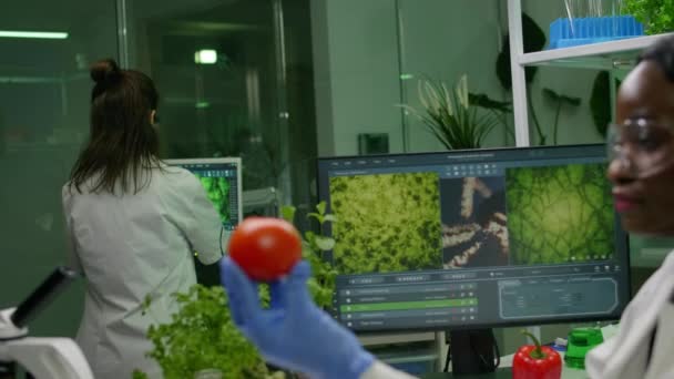 African scientist woman looking at tomato while her collegue typing dna test — Stock Video