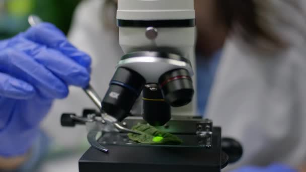 Close-up van bioloog handen zetten bladmonster onder microscoop — Stockvideo