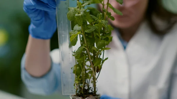 Closeup of pharmaceutical doctor measure green sapling