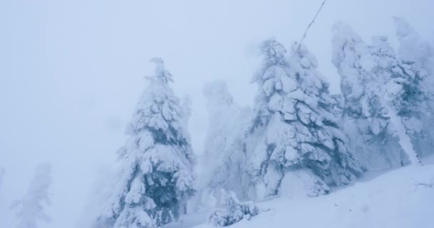 Karla kaplı fidan ağaçları — Stok video