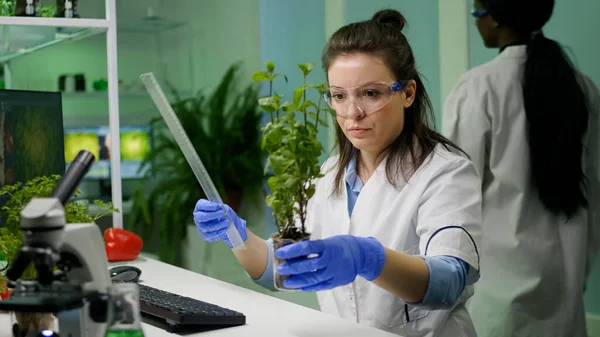 Botanist researcher measure sapling for botany experiment