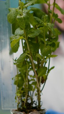 Biyolog bilim adamı test tüpüne sıvı koyuyor.