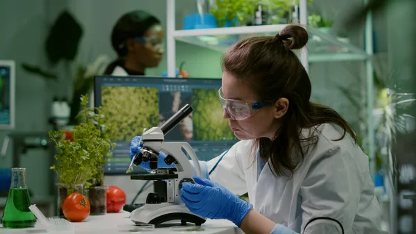 Investigador científico examinando hoja verde modificada genéticamente —  Fotos de Stock