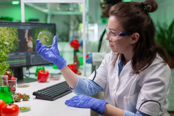 Botanist researcher holding petri dish with green leaf sample analyzing genetic mutation — Stock Photo, Image