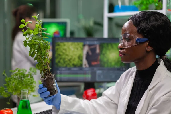 Científico mirando el arbolito verde para experimento médico —  Fotos de Stock