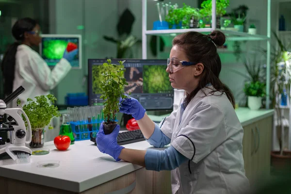 Biologist scientific doctor examining green sapling — Stock Photo, Image