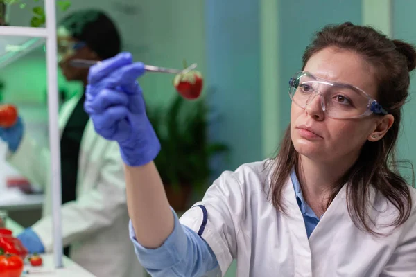 Científico químico comprobando fresa usando pinzas médicas — Foto de Stock