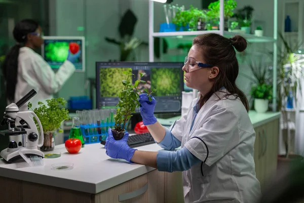 Biologiste médecin scientifique examinant sapling vert — Photo